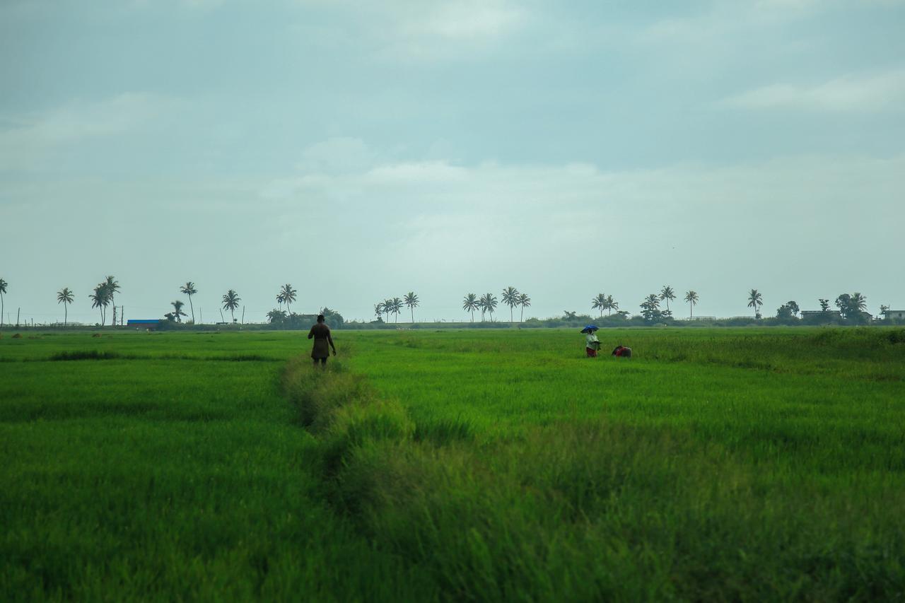 Palmgrove Lake Resort Alappuzha المظهر الخارجي الصورة