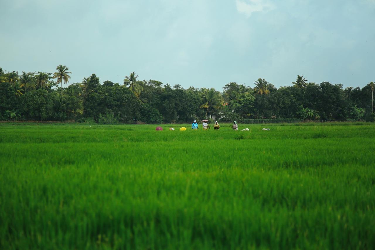 Palmgrove Lake Resort Alappuzha المظهر الخارجي الصورة